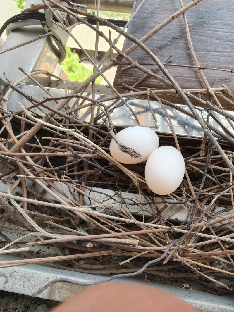 破坏鸟窝对家居风水有影响吗？