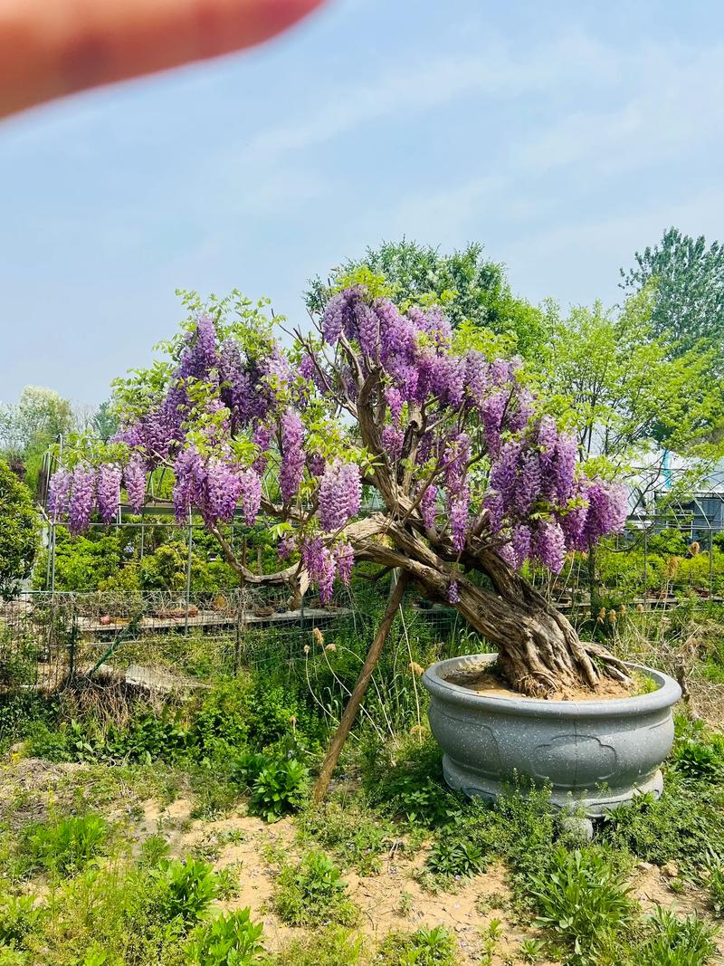 紫藤风水摆放时有哪些禁忌需要注意？