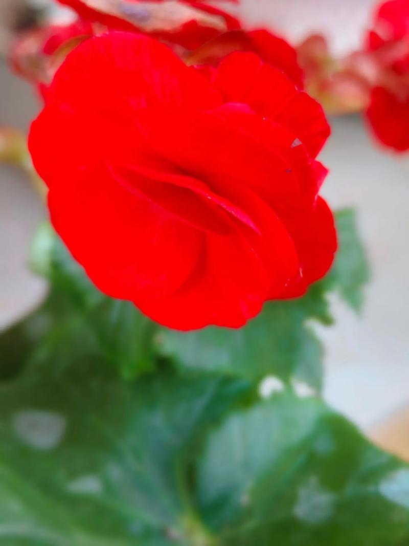 风水玻璃海棠是否具有吸阴效果？