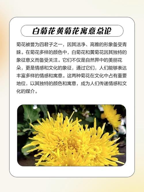 墓前种植菊花对风水有影响吗？