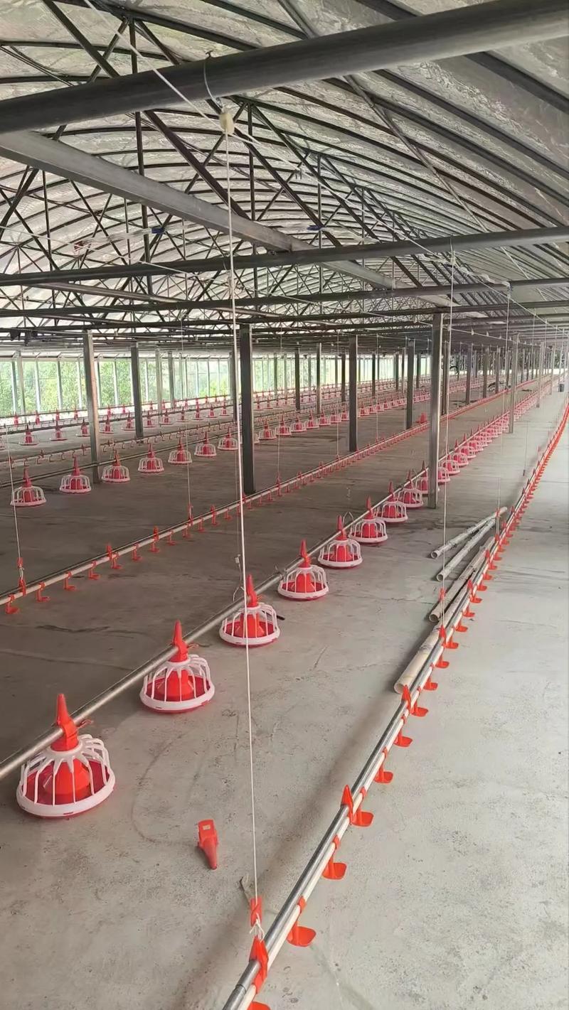 养鸡厂住房风水布局有讲究吗？