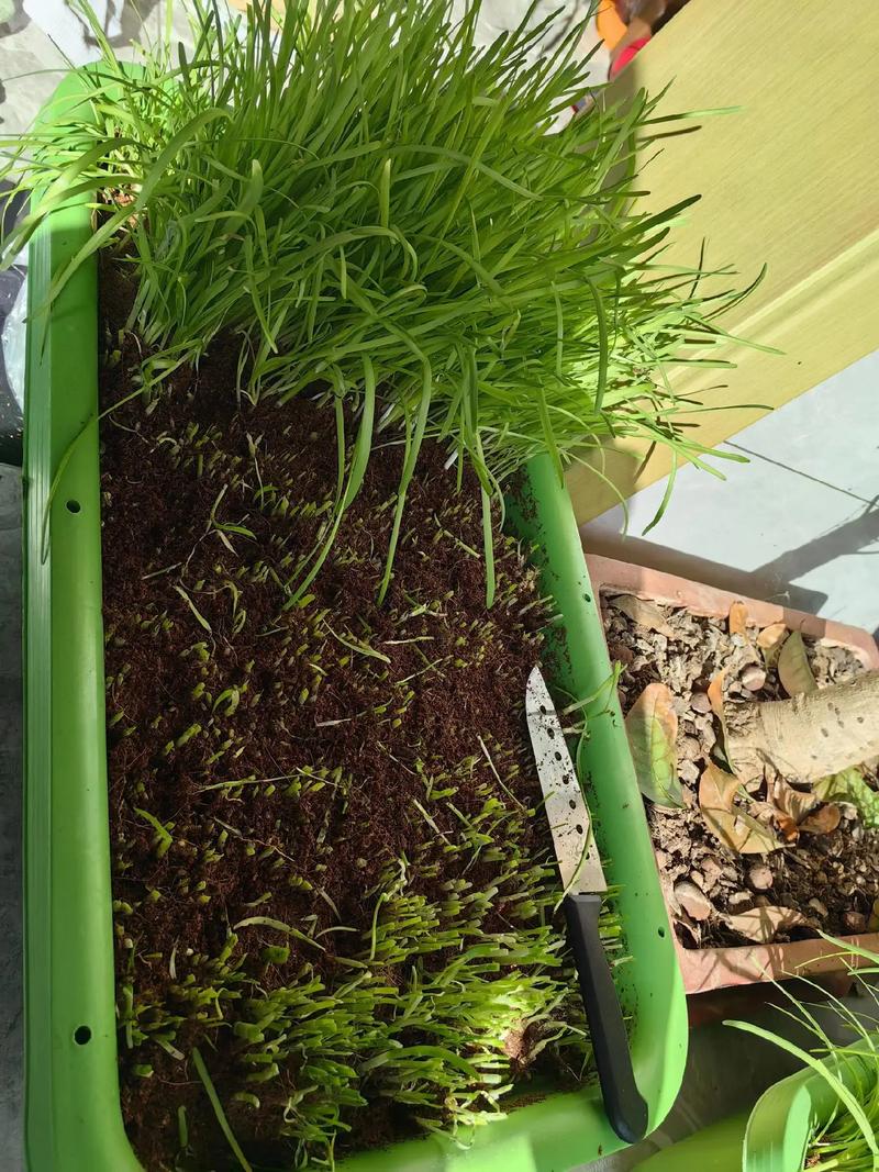 室内种植韭菜对风水有影响吗？