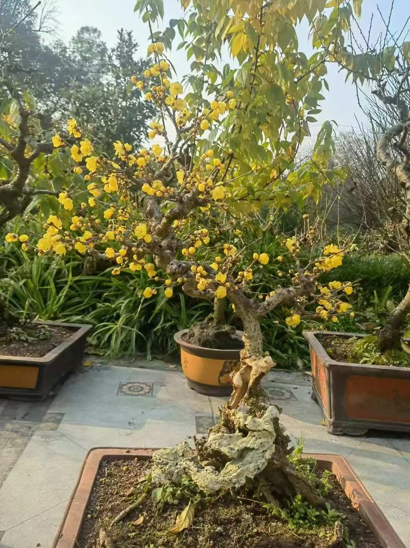 腊梅摆放不当真的会影响家居风水吗？