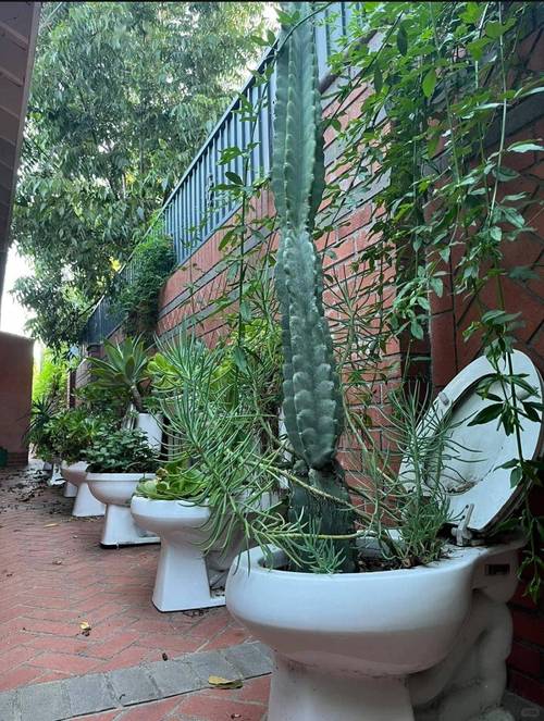 在马桶上种植花卉会对家居风水产生不良影响吗？