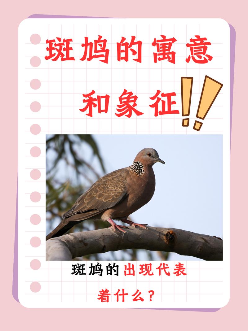 风水斑鸠是吉祥鸟吗？这传说中的吉祥鸟，在风水学中地位如何？