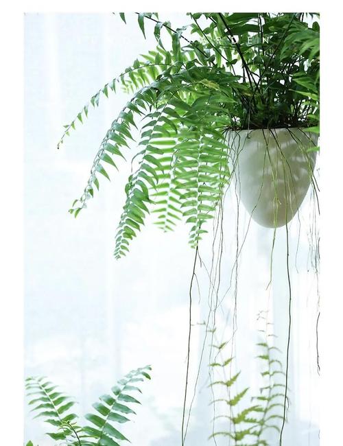 客厅摆放肾蕨对风水有何影响？