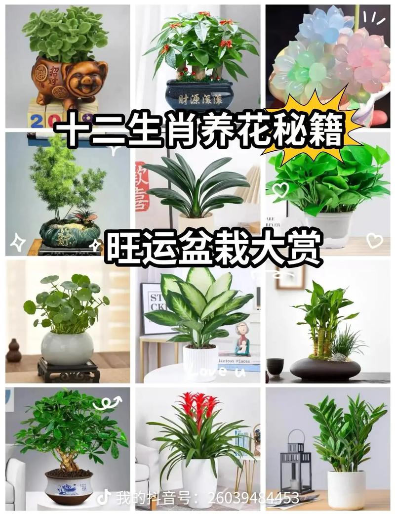 生肖属猪的人命里缺少什么适合养什么植物来弥补？