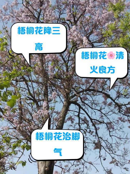 家里种植梧桐树，对风水有好处吗？