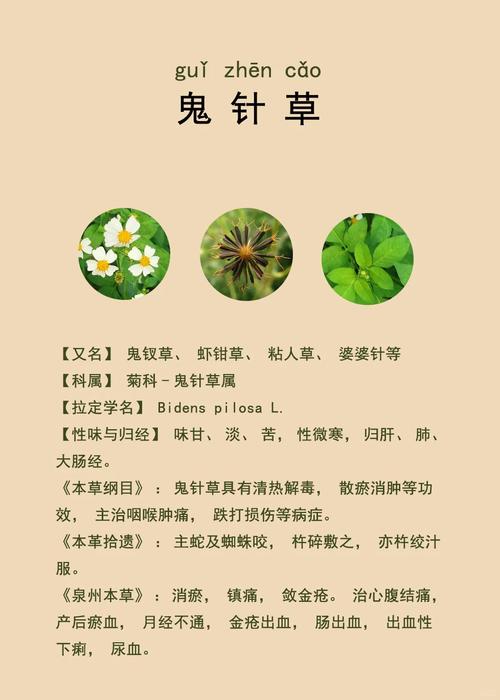 鬼针草对家居风水有何具体影响或作用？