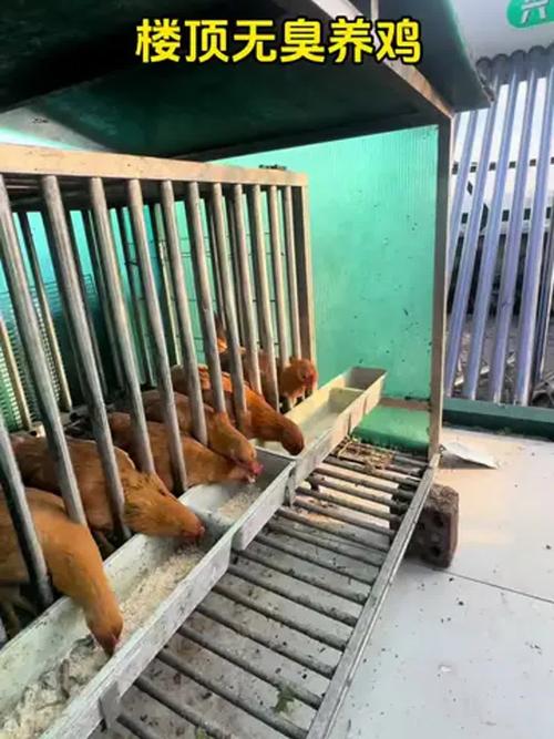 家庭楼顶养鸡会对风水产生负面影响吗？