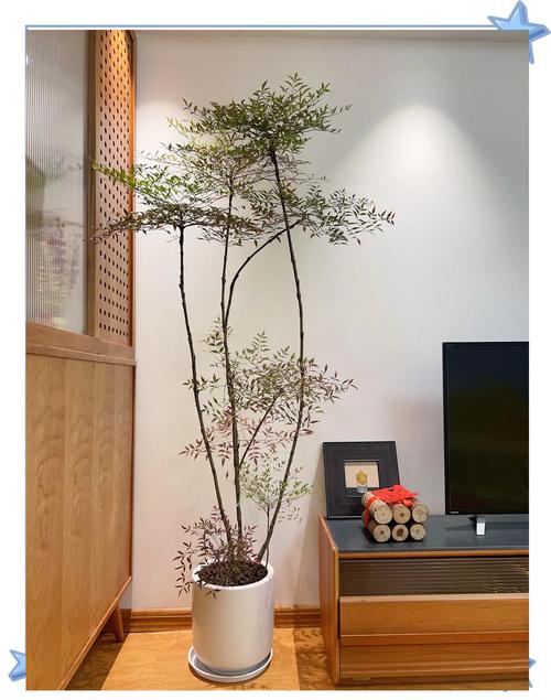 卧室可以种植竹子吗？这样的风水布局合适吗？