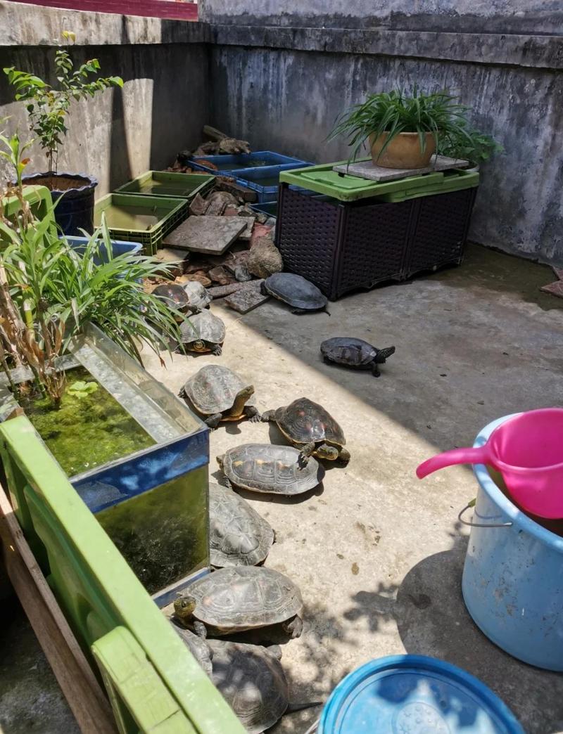 小乌龟放置在家中，真的能对家居风水产生积极影响吗？