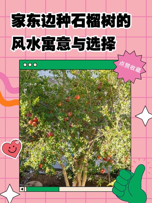 种植家庭果树时是否需要考虑风水布局的讲究？