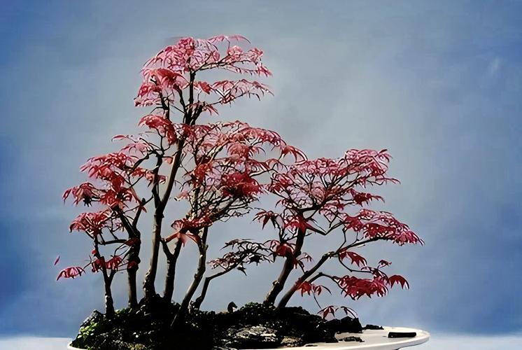 盆栽红枫摆放对家居风水有影响吗？