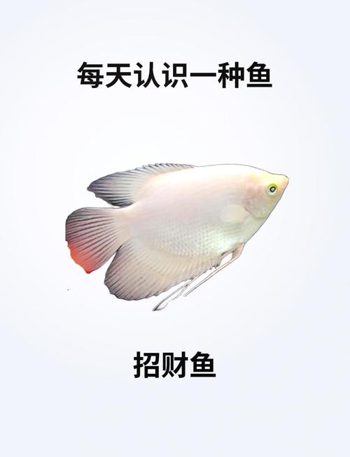 风水鱼转手是否可行，我能否购买这样的鱼呢？