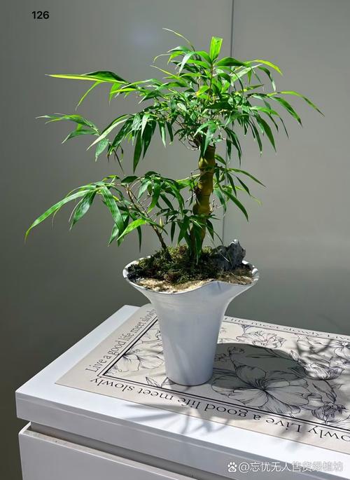 家里摆放佛肚竹风水如何，适宜吗？