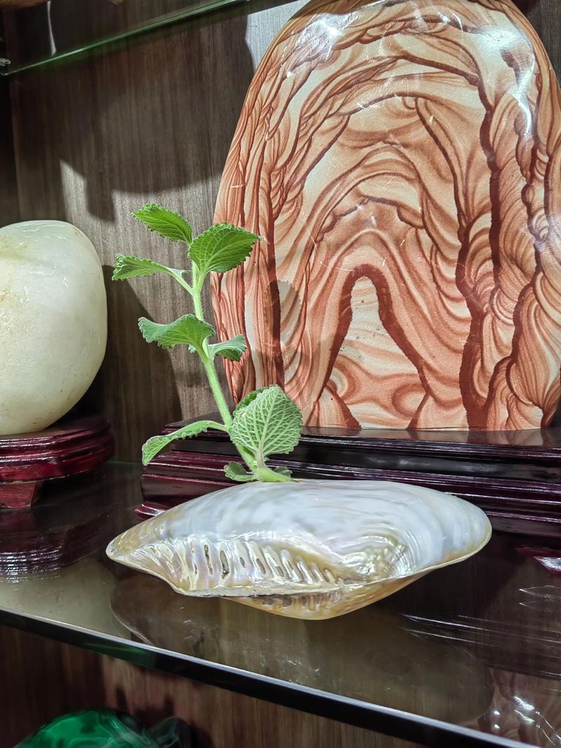 贝壳摆放在家中会对家居风水产生怎样的影响呢？