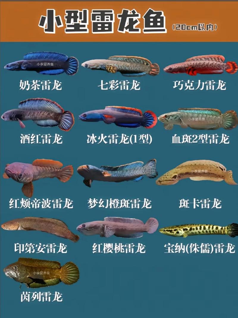 雷龙对风水有影响吗？其神秘力量如何影响家居风水布局？