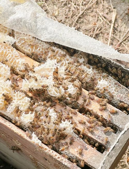 什么命的人适合从事蜂蜜蜂养殖？养殖蜂蜜蜂有哪些技术要点？