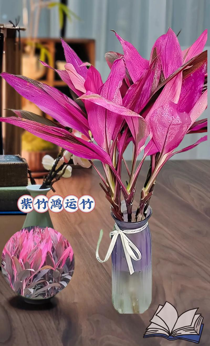 鸿运紫竹作为风水竹，其寓意和作用有哪些呢？