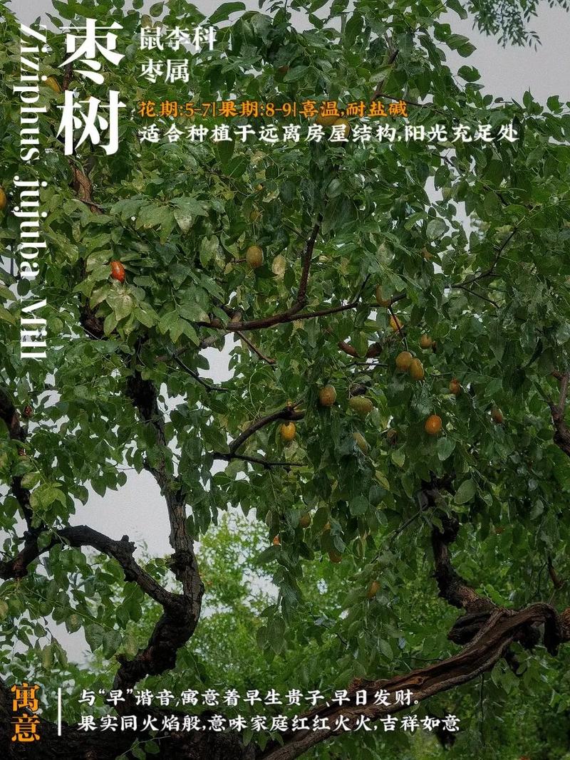 庭院适合种植花生吗？这样的风水布局是否吉利？