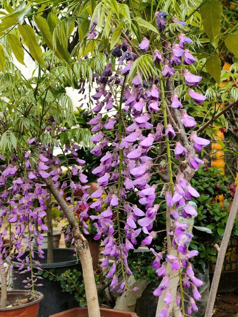 屋顶种植紫藤花有哪些风水禁忌需要注意？