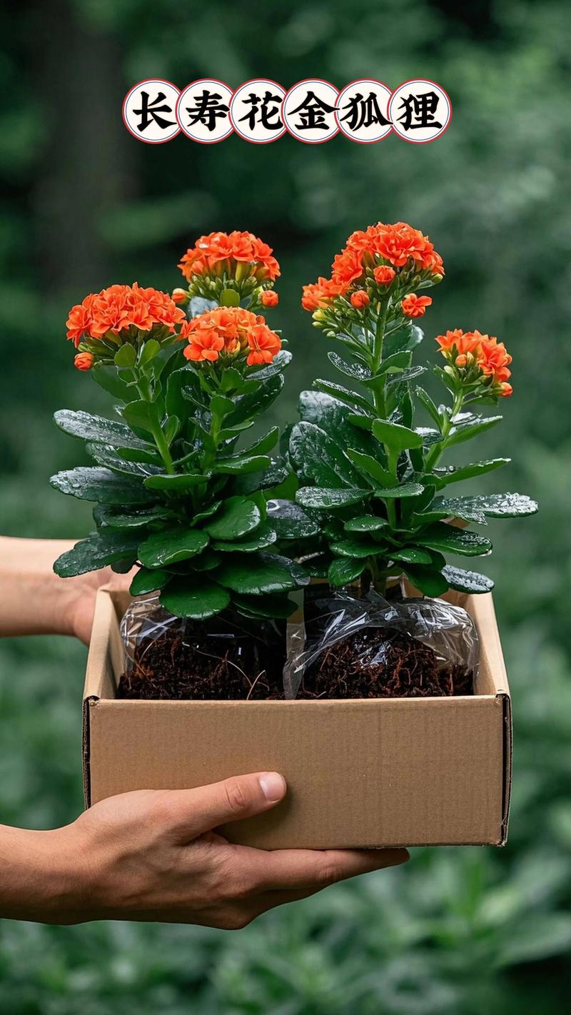 什么花适合金命的人种植，与什么命最配种植金命花？