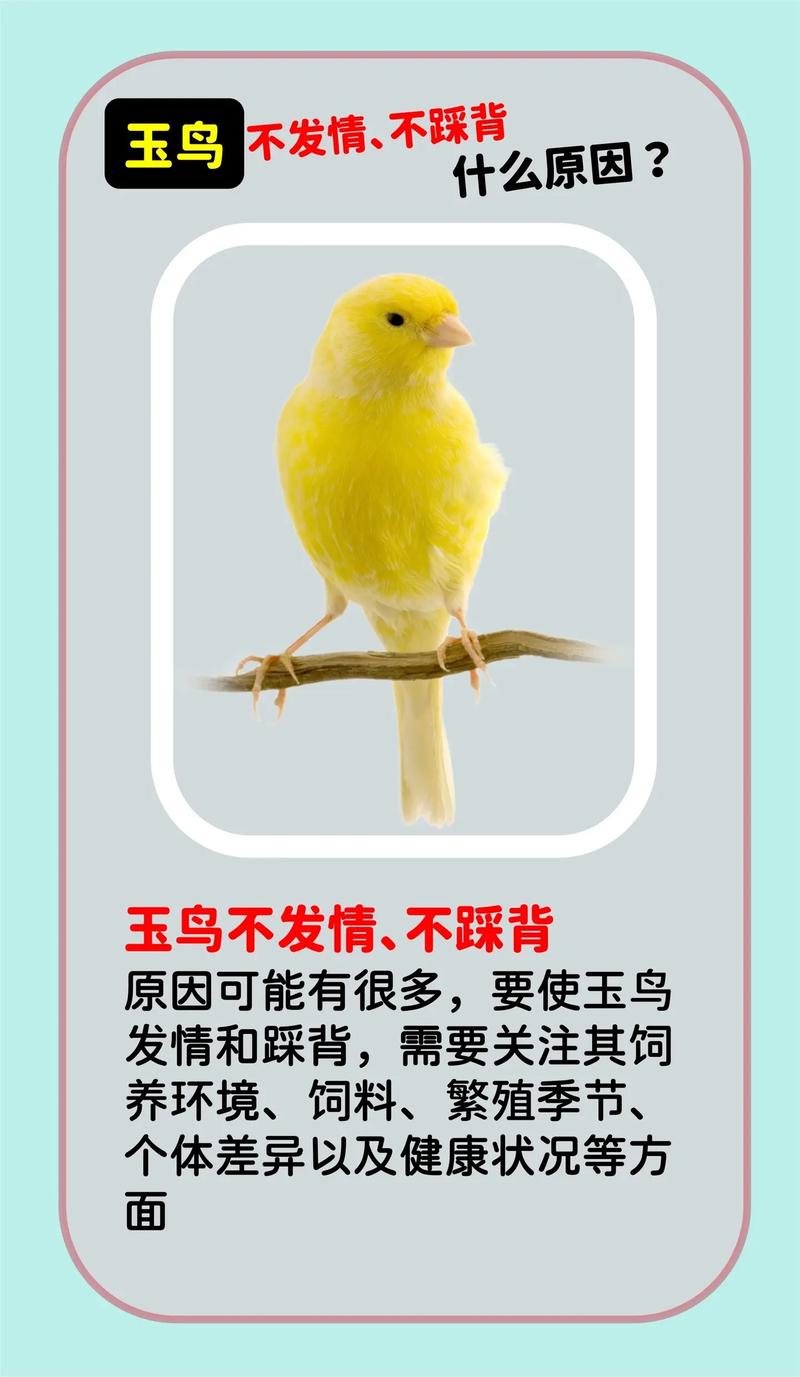 家里适合养玉鸟吗？这对风水有好处吗？