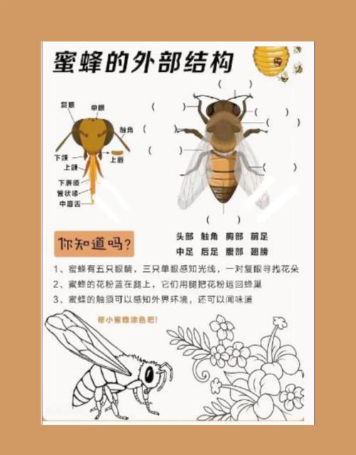 养蜜蜂与风水之间是否存在某种关联？