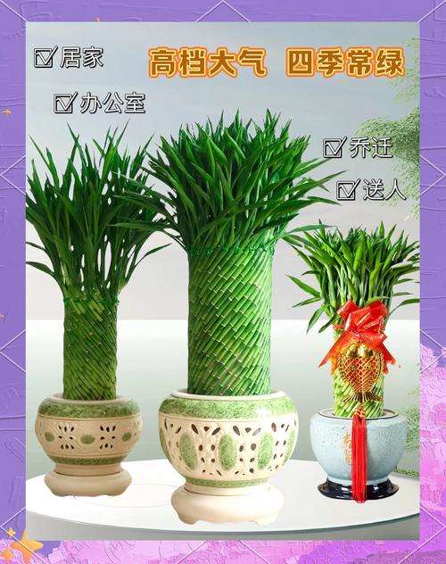 家里摆放哪些风水物品能带来好运？