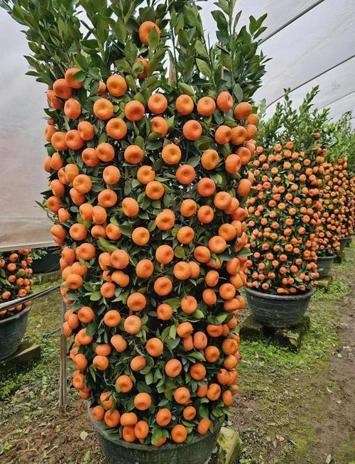 家里适合种植桔子吗？这对风水有好处吗？