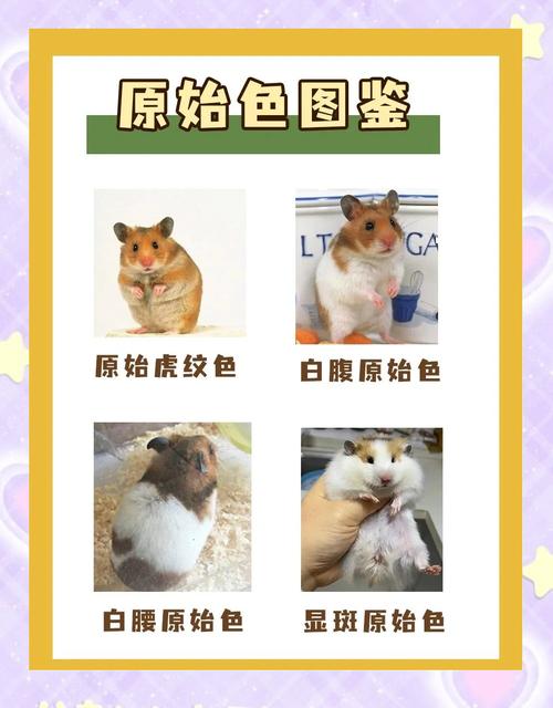 养金丝熊需要注意哪些风水讲究，才能让它们健康成长呢？