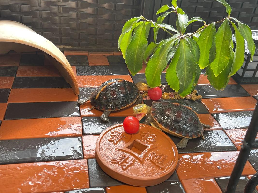 鱼缸乌龟放置在客厅会影响家居风水，是否真的有讲究呢？