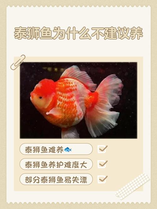 养病鱼对家居风水真的会有不良影响吗？