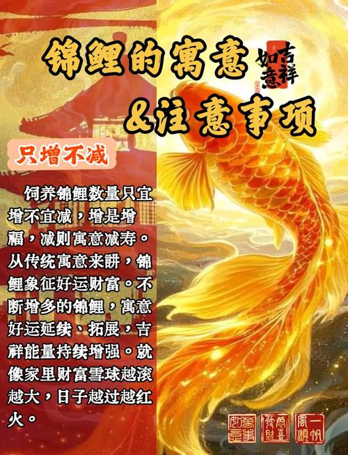 锦鲤命的福星是何物？养几条锦鲤最旺财？