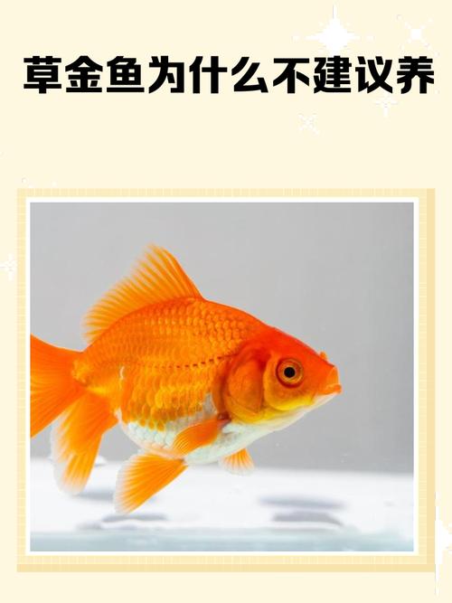 阳台养金鱼是否会对家居风水产生不良影响呢？