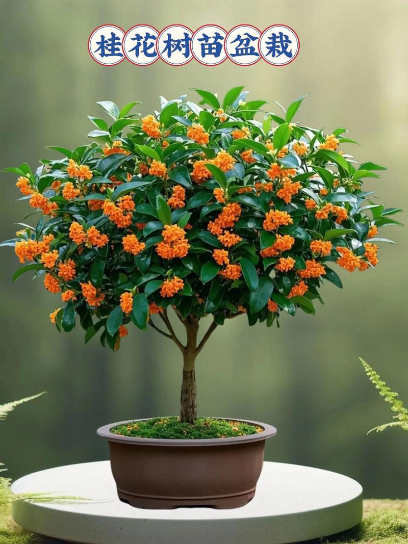 桂花树命是什么命？房子前有桂花树风水好吗？