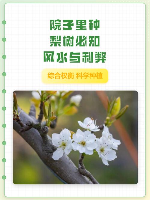 院里种梨树会对风水产生怎样的影响呢？