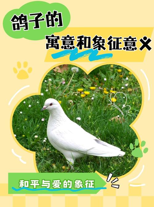 白鸽子栖息会影响家庭风水运势吗？