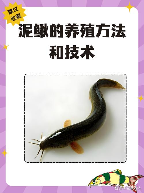 家养泥鳅的风水讲究，真的有那么多讲究吗？