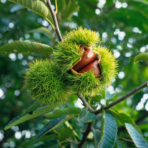栗子树风水好，寓意吉祥吗？