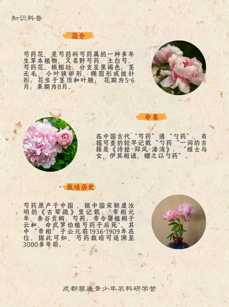 芍药种植对家居风水有何具体影响？