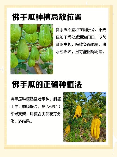 种植佛手瓜会对家居风水产生怎样的影响或作用呢？