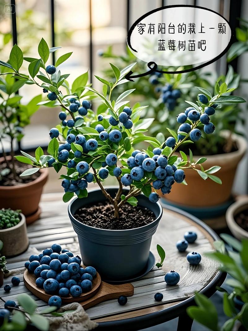 家里养蓝莓会对家居风水产生什么影响？
