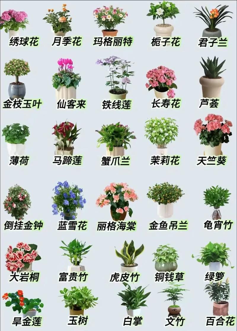 哪些花草品种适合木命人养护？
