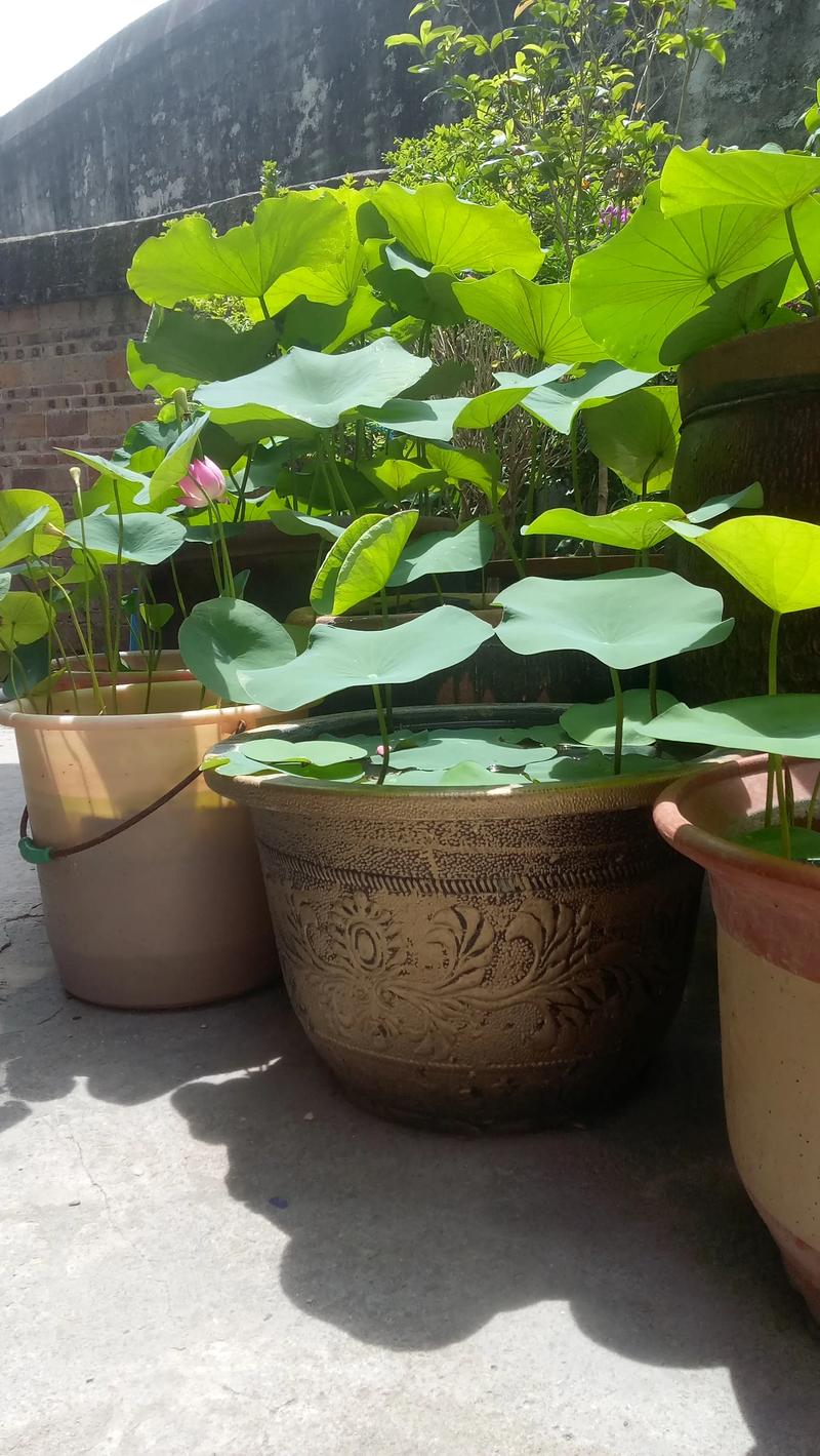 大缸养睡莲会对家居风水产生怎样的影响或作用？