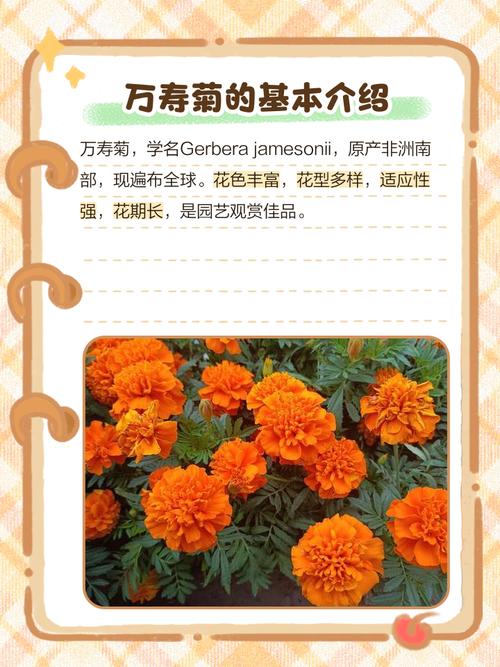 洋鬼子花代表什么命运，菊花命又是什么命？这两种花命有何特殊寓意？