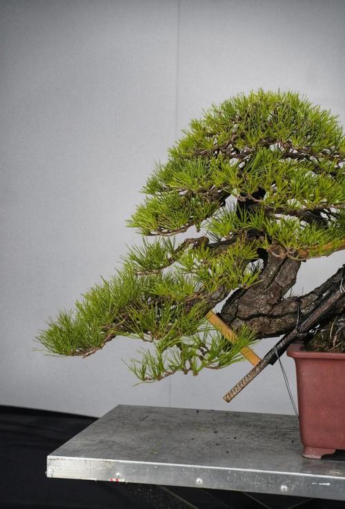 龙爪松的风水讲究有哪些，如何布局才能发挥最大效果？