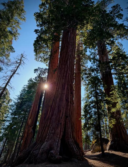 家里摆放红杉树对风水有影响吗？