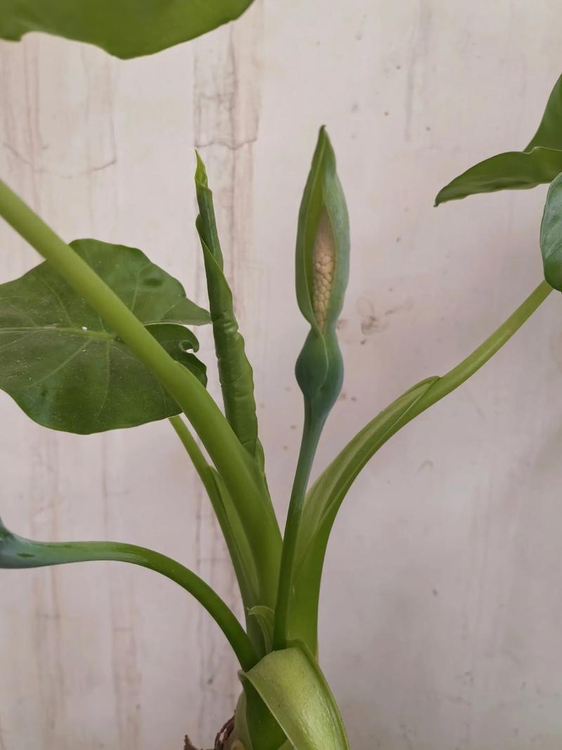 铁观音花摆放对家居风水有怎样的影响或作用？